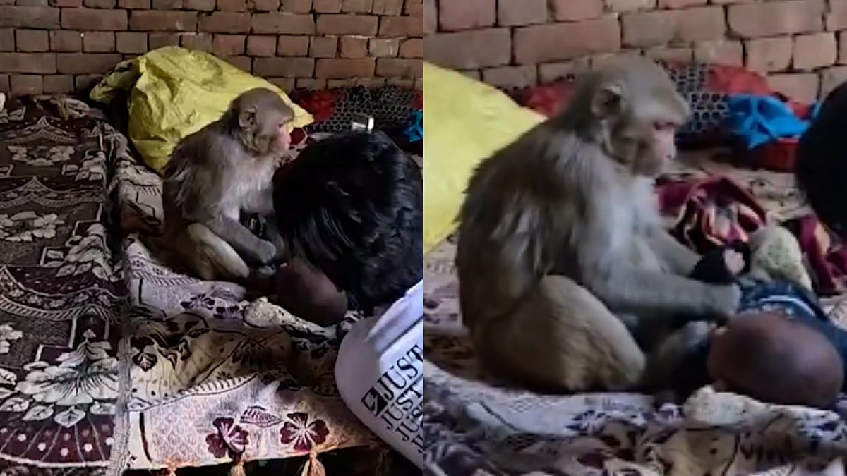 குட்டி இறந்த சோகம்….​ “3 மாத குழந்தையைக் கடத்திய தாய் குரங்கு” 2 மணி நேரத்திற்கு பின்பு மீட்பு….!!