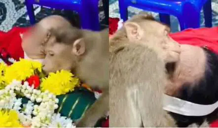“பாசத்துக்குப் பேச்சே தேவையில்ல” உணவளித்த மூதாட்டி மரணம்…. மௌனமா அஞ்சலி செலுத்திய குரங்கு….!!