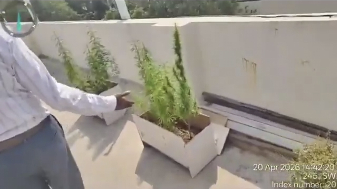“சாப்ட்வேர் இன்ஜினியர் டூ கஞ்சா விவசாயி” – மொட்டை மாடியில் போதைச் செடிகள்…. வசமாக சிக்கிய ‘டெக்’ கில்லாடி…. வைரலாகும் வீடியோ….!!