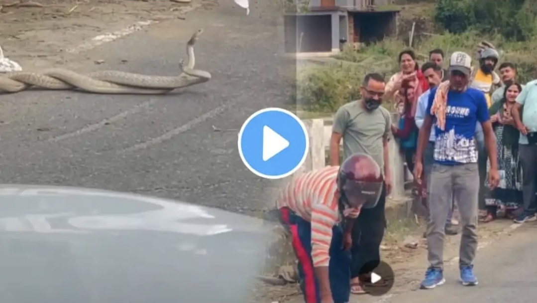 “நடுரோட்டுல இது என்னடா கூத்து” – டிராஃபிக்கை மறித்து பாம்புகளின் காதல் லீலை….  இணையத்தில் வைரலாகும் வீடியோ….!!