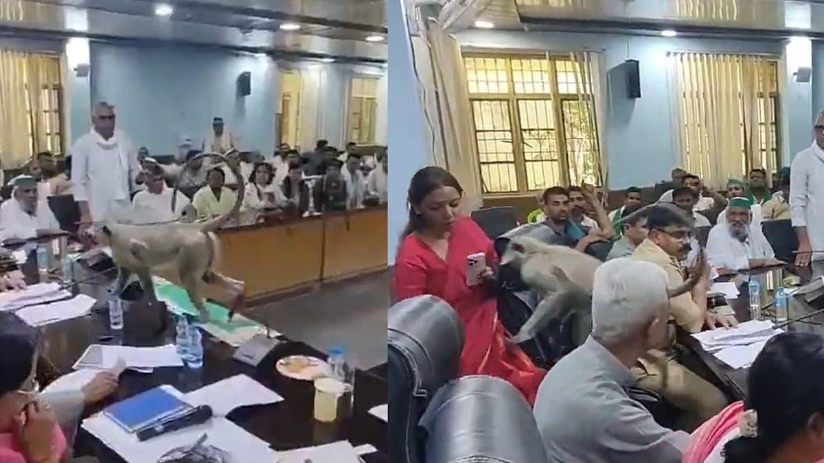 குறைதீர் கூட்டத்திற்கு திடீர் விசிட்…. கலெக்டர் சீட்ல உட்கார்ந்த குரங்கு…. விவசாயிகள் கூட்டத்தில் நடந்த சேட்டை….!!