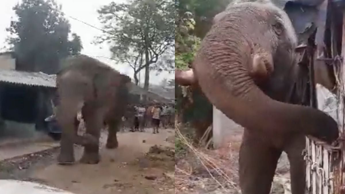 வாக்குசாவடிக்குள் வந்த யானை… அலறியடித்து ஓடிய பொதுமக்கள்… திக் திக் நிமிடங்கள்… வைரல் வீடியோ…!!!