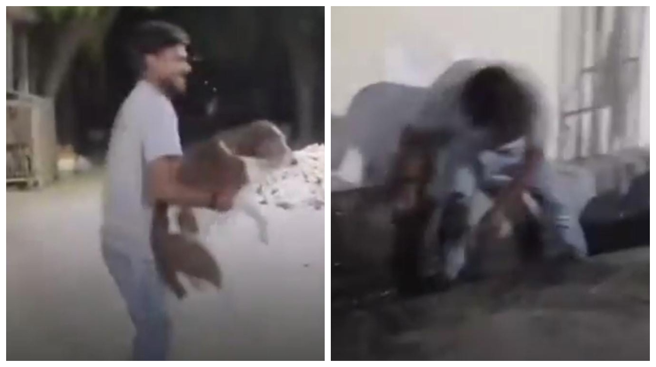 “எல்லாத்துக்கும் ஒரு லிமிட் உண்டு”…. சும்மா நின்ற தெரு நாயை தூக்கி வேகமாக சுற்றிய வாலிபர்… கடைசியில் நடந்த அதிர்ச்சி… வைரலாகும் வீடியோ…!!