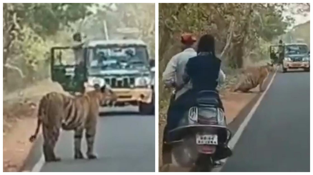 அப்பாவுடன் ஸ்கூலுக்கு சென்ற சிறுமி…. குறுக்கே வந்து நின்ற புலி… அலறியடித்து தப்பிய தந்தை… வைரலாகும் திக் திக் வீடியோ..!!!