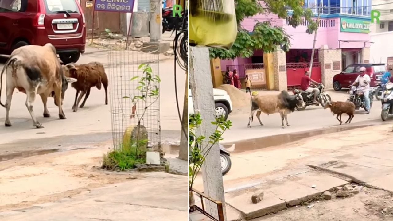 சின்ன உருவம்.. சிங்கத்தையே மிஞ்சும் வேகம்! முட்டிய காளைக்கு ஆடு கொடுத்த ‘மரண அடி.. உருவத்தைப் பார்த்து எடை போடாதீங்க.. இணையத்தை அதிரவைக்கும் மெகா சண்டை..!!
