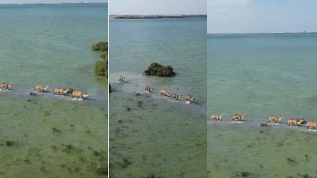 ஆச்சரியம்…! ஆனால் உண்மை… பாலைவன கப்பல் இப்ப கடலில்…! கடலுக்குள் வரிசையாக நடந்து சென்ற ஒட்டகங்கள்… அபூர்வ சம்பவம்… நீங்களும் வீடியோவை பாருங்க..!!