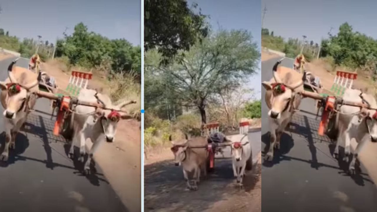 டெஸ்லா காருக்கே டஃப் கொடுக்கும் இந்தியக் காளைகள்.. ஜிபிஎஸ் தேவையில்லை.. எங்க வீட்டு மாடு இருக்கு.. இணையத்தை அதிரவைக்கும் வீடியோ..!!