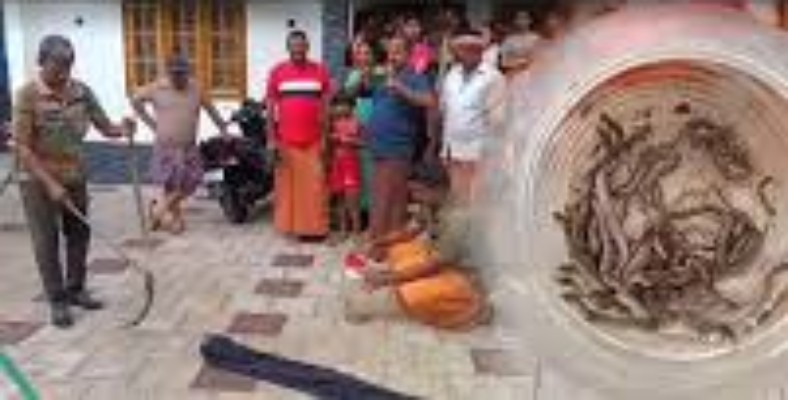 “ஒரே இடத்தில் 26 நாகப்பாம்புகள்!”… வீட்டின் பின்புறம் பதுங்கியிருந்த பயங்கரம்… அலறியடித்த குடும்பம்..!!!