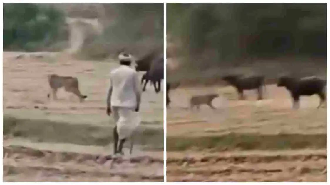 “எருமை மாட்டிற்கு எமனாக வந்த சிறுத்தை” அரிவாள், தடியுடன் களமிறங்கிய விவசாயிகள்…. வைரல் வீடியோ….!!