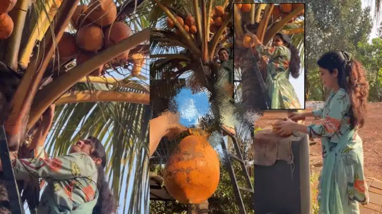 இது நம்ம லிஸ்டிலேயே இல்லையே…! ரீல் அல்ல ரியல் ஹீரோயின்… தென்னை மரத்தில் கெத்தாக ஏறி இளநீர் பறித்த சீரியல் நடிகை… மிரண்டு போன ரசிகர்கள்…!!!