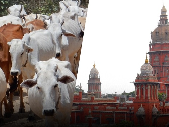 “பக்ரீத் பண்டிகைக்கு இங்கெல்லாம் மாடு வெட்ட தடை!”… சென்னை உயர்நீதிமன்றம் அதிரடி உத்தரவு… தமிழக அரசுக்கு போட்ட மெகா கிடுக்கிப்பிடி..!!!