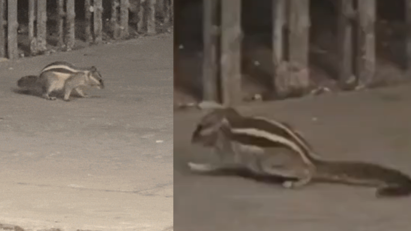 “எங்க ஏரியாவுக்குள்ள வந்தா கடிச்சு வைப்பேன்!”.. ஒரு குட்டி அணிலால மொத்த யூனிவர்சிட்டியே காலி.. 6 வாரத்துல 20 பேரை கடித்த பயங்கரம்.‌. திணறும் மீட்புக் குழு..!!