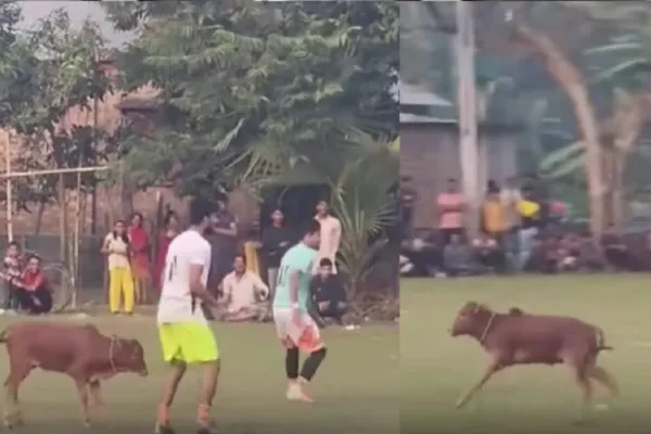 மைதானத்திற்குள் நுழைந்த கன்றுகுட்டி…! “வீரர்களுடன் கால்பந்து விளையாடிய வாயில்லா ஜீவன்”… ரசிக்க வைக்கும் வீடியோ…!!!
