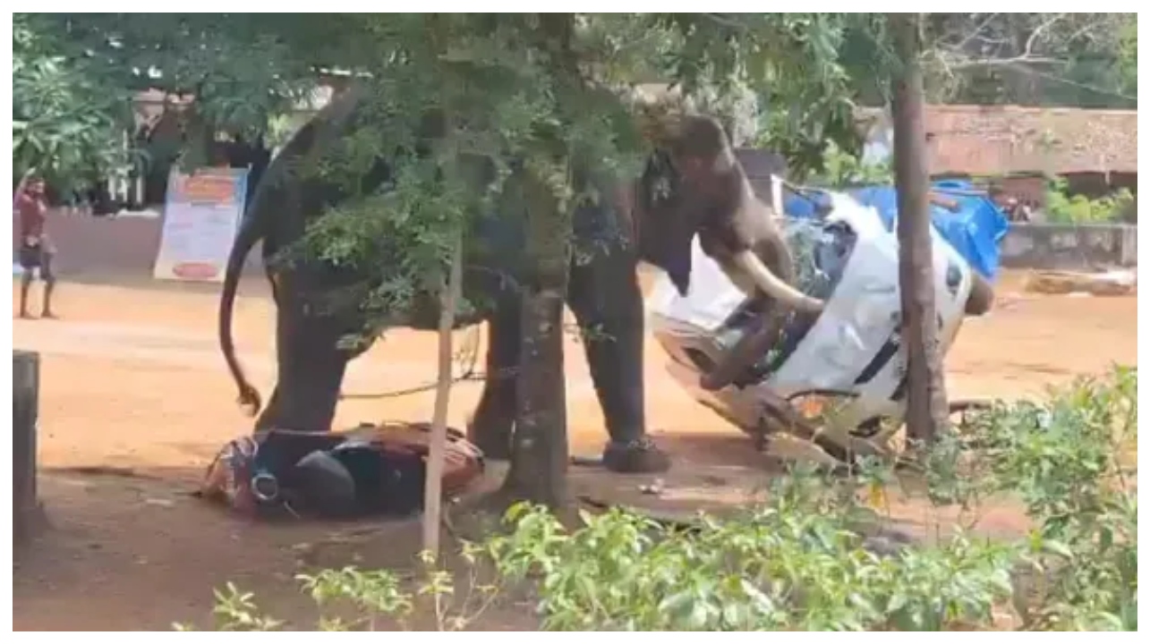 யானை மதம் பிடித்தால் இவ்வளவு ஆபத்தா?.. திருவிழாவில் அரங்கேறிய மரண பயம் – இணையத்தில் தீயாய் பரவும் வீடியோ..!!!