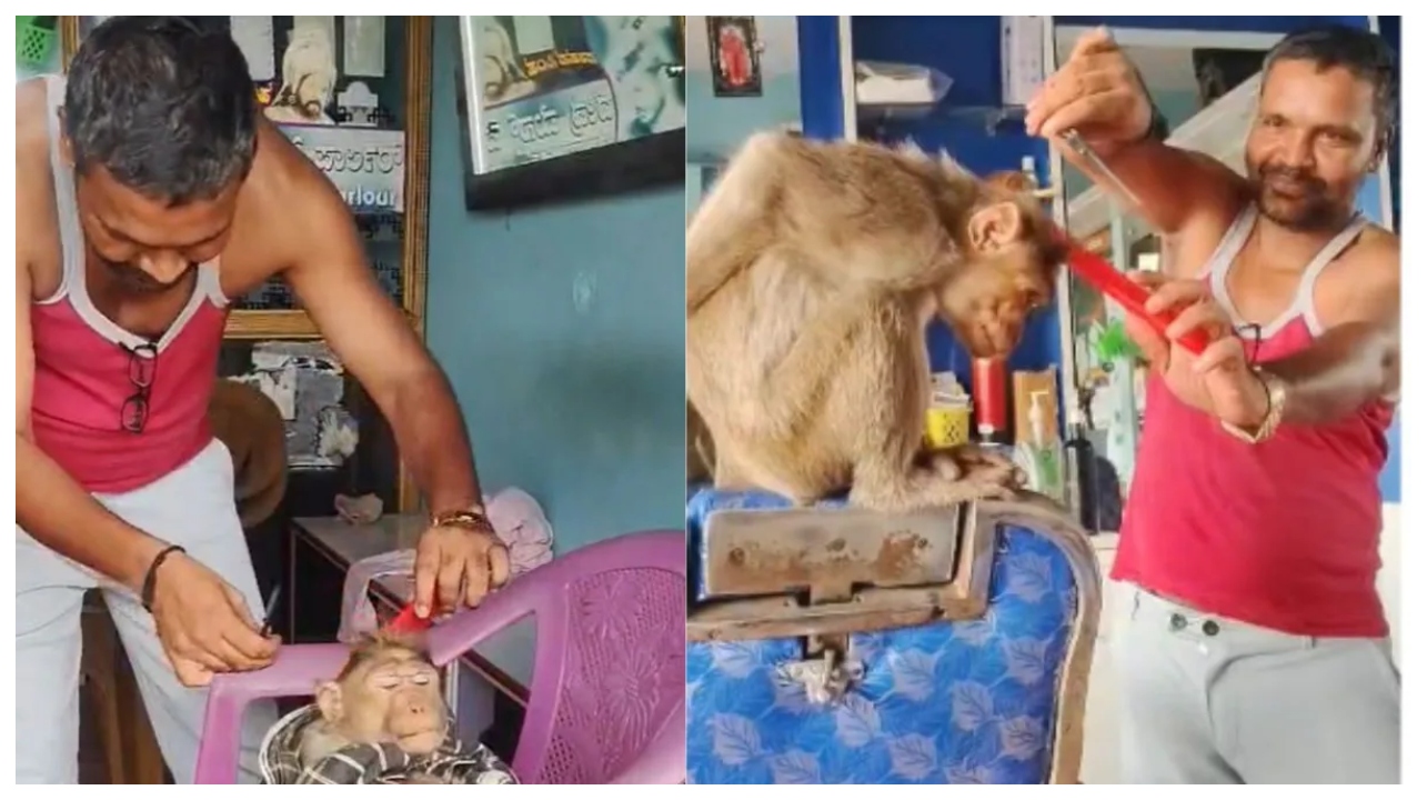 என்ன ஒரு ஸ்டைல்.. என்ன ஒரு கெத்து… மனிதர்களுக்கே டஃப் கொடுக்கும் ‘மங்கி… குவியும் லைக்ஸ்… வைரலாகும் செம கியூட் வீடியோ…!!!