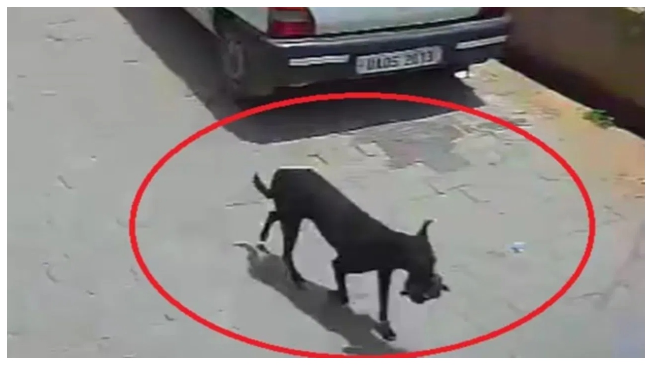 வங்கியிலிருந்து ரூ.1 லட்சத்தை ஆட்டைய போட்ட ‘தெரு நாய்’… சிசிடிவி கேமராவில் சிக்கிய அதிர்ச்சி வீடியோ…!!!