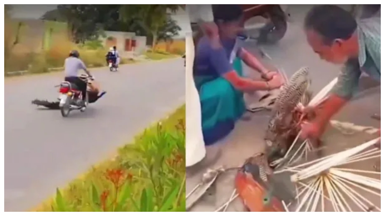 “பாவம் அந்த மயில்”… வலியால் கதறியபோதும் விடாத கொடூர கும்பல்… வைரல் வீடியோவால் கொந்தளிக்கும் நெட்டிசன்கள்…!!!