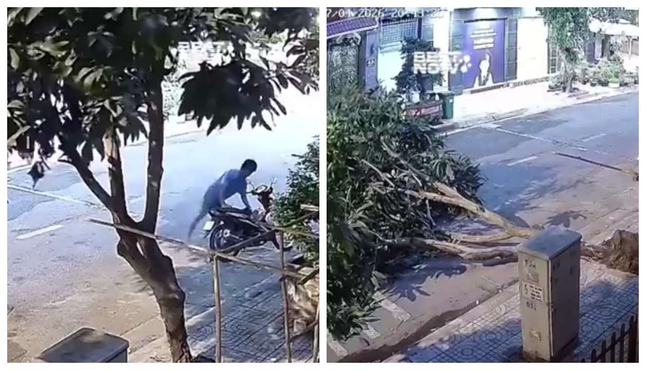 மரம் வேரோட போச்சு.. தப்பிச்சா போதும்னு ஓட்டம் பிடிச்ச சிறுவர்கள்.. மாங்கா திருடப் போய் மரத்தையே கவுத்துட்டாங்க.. கேமரால சிக்கிய பகீர் காட்சி..!!