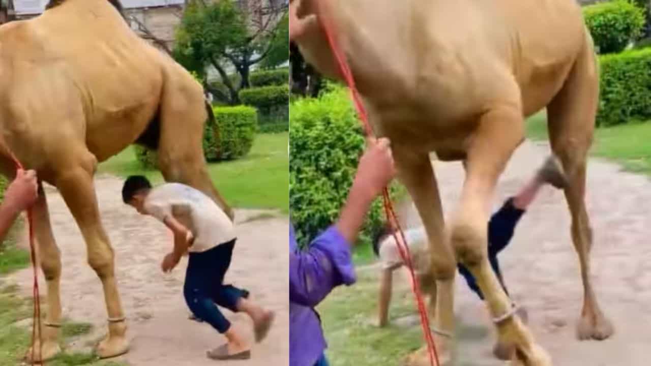 டேய் தம்பி என்னடா பண்ற..! “ஒட்டகத்தின் காலுக்குள் நுழைந்து வித்தை காட்டிய 15 வயது சிறுவன்”.. கடைசியில் நடந்ததுதான் ஹைலைட்.. சிரிக்க வைக்கும் வீடியோ.!!