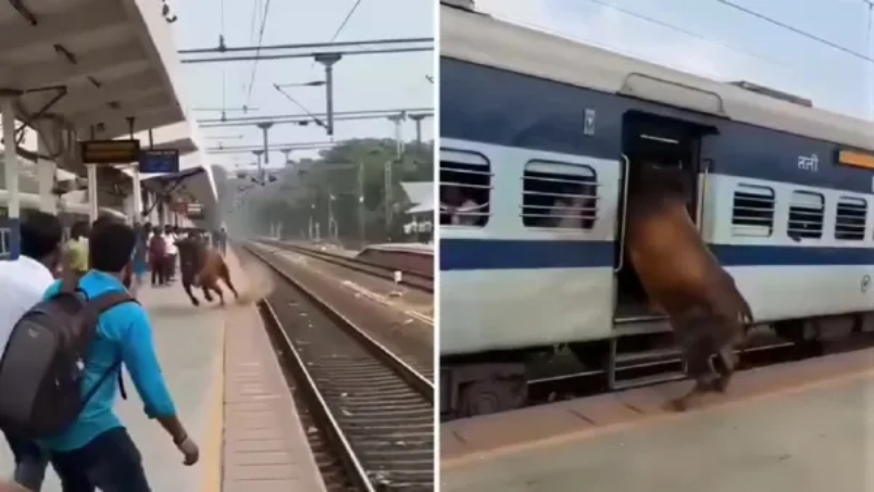 “ஓடும் ரயிலுக்குள் ‘டைவ்’ அடித்த காளை!”.. அப்படியே ரிவர்ஸில் பறந்த எக்ஸ்பிரஸ்… இணையத்தை உலுக்கும் வீடியோ.. இது நிஜமா?