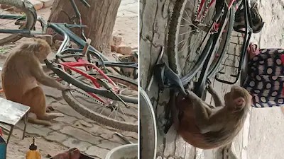 தம்பி..! சைக்கிள் டயருக்கு பஞ்சர் பார்க்க எவ்வளவு கூலி.. மெக்கானிக் வேலையில் இறங்கிய சேட்டைக்கார குரங்கு… அட உண்மைதாங்க.. டிரெண்டாகும் வீடியோ…!