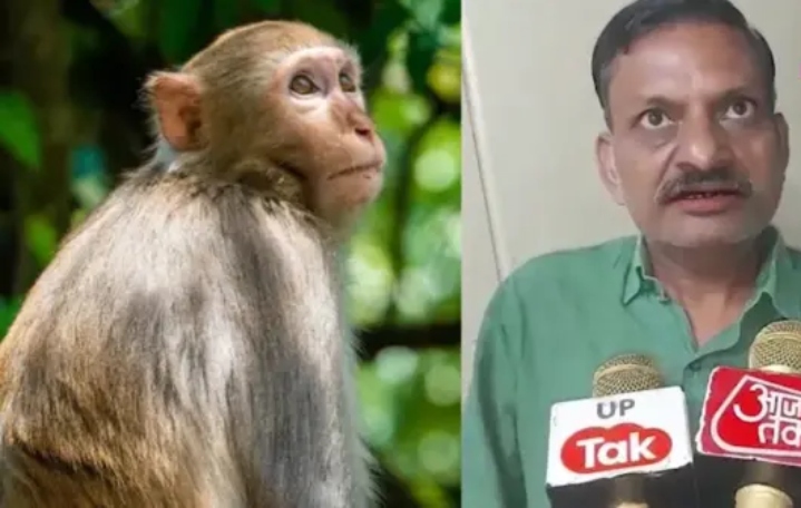 “நகையைக் காய வச்ச இடத்துல குரங்கு வந்துடுச்சு!”… 1 கோடி ரூபாய் நகை அபேஸ்.. வினோத விளக்கத்தால் நீதிபதியே ஷாக்..!!!