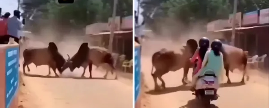 “யார்கிட்ட வம்பு வச்சுக்கிட்டீங்க!”… சண்டையை மறந்து ஸ்கூட்டியைத் தூக்கி வீசிய மாடுகள்.. நெஞ்சை பதறவைக்கும் வைரல் வீடியோ..!!!