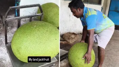 “இதெல்லாம் நிஜம் இல்லப்பா.. கண்டிப்பா ஏஐ தான்!”.. கண்ணை நம்ப முடியாமல் இணையவாசிகள் எழுப்பும் விவாதம்.. ராட்சதப் பலாப்பழத்தின் அசாத்திய வைரல் வீடியோ..!!