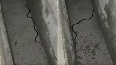 சைலன்ட் கில்லர்..! “கடிச்சா வலியே தெரியாது”… உடலை நடுங்க வைக்கும் கருநாக கட்டுவிரியன்… மந்திரவாதியை நம்பாமல் ஹாஸ்பிடலுக்கு ஓடுங்க… பகீர் கிளப்பும் வீடியோ..!!