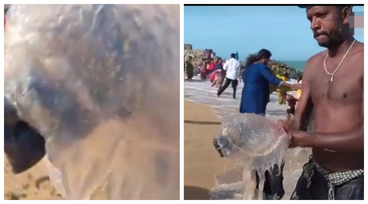 இந்த மீனைப் பார்த்துட்டீங்கன்னா டக்குனு கடலில் இருந்து வெளியே வந்துருங்க..! “திருச்செந்தூரில் பக்தர்களுக்கு திடீர் எச்சரிக்கை”… வைரலாகும் வீடியோ…!!!