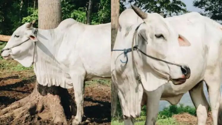 சாமியே வந்து இறங்கிடுச்சு..! “ஒரு இடத்தில் நிற்காமல் சுற்றிய பசு”… சூடம் ஏற்றி கும்பிட்ட மக்கள்… டாக்டர் வந்த பிறகு தாங்க உண்மை தெரிந்தது… அடக் கடவுளே…!!