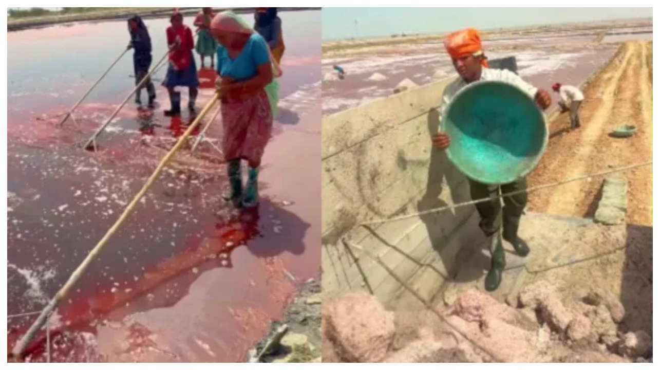 கடல் நீர் எப்படி கல் உப்பாக மாறுகிறது?… ஒரு பிடி உப்பின் விலை பல சொட்டு வேர்வை… சுட்டெரிக்கும் வெயிலில் கருகும் விவசாயி… வைரலாகும் வீடியோ…!!!