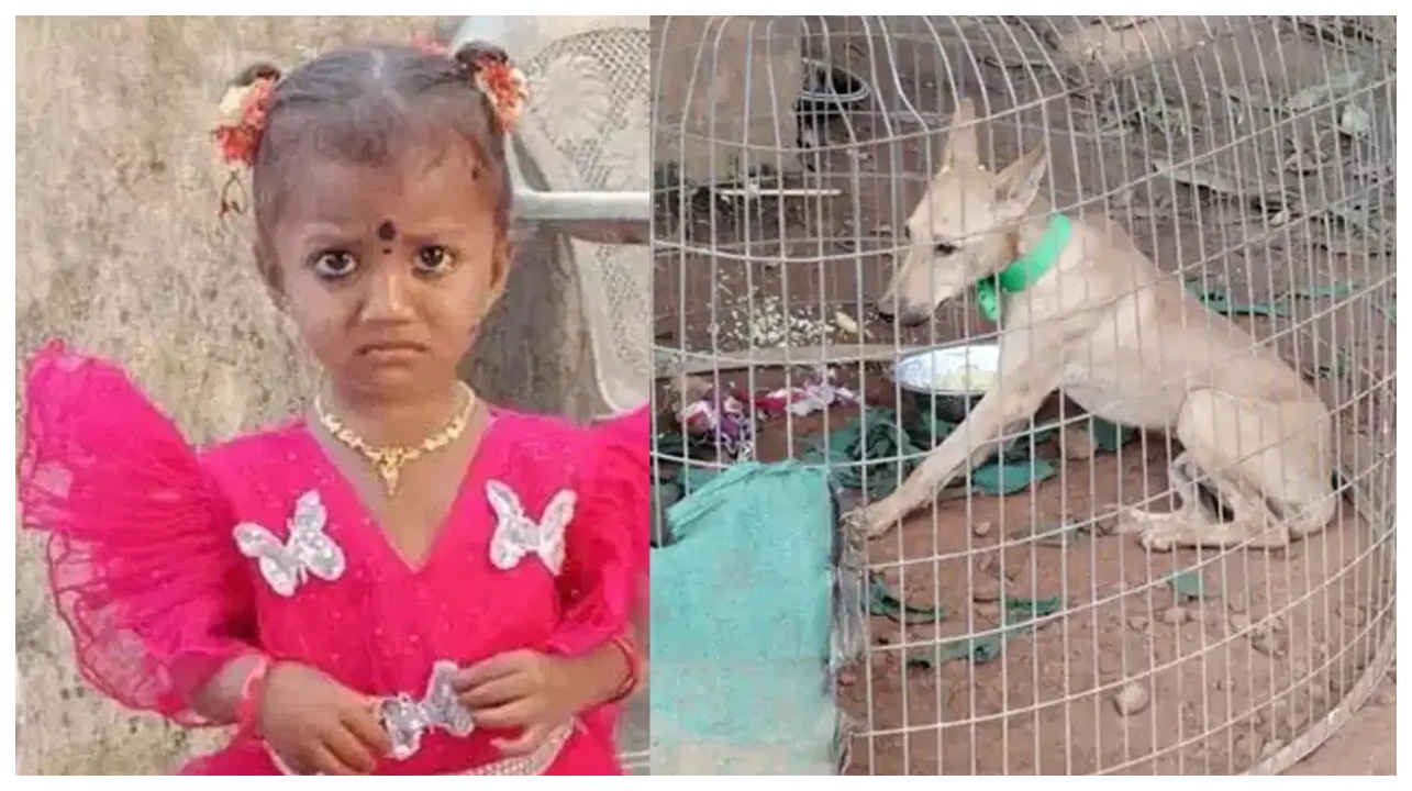 “நம்ம ஜானு எங்கப்பா?..” கூண்டுக்குள் இருக்கும் நாயைப் பார்த்து கதறும் தாய்.. 3 வயது சிறுமி மாயம்.. பரபரக்கும் பின்னணி..!!!