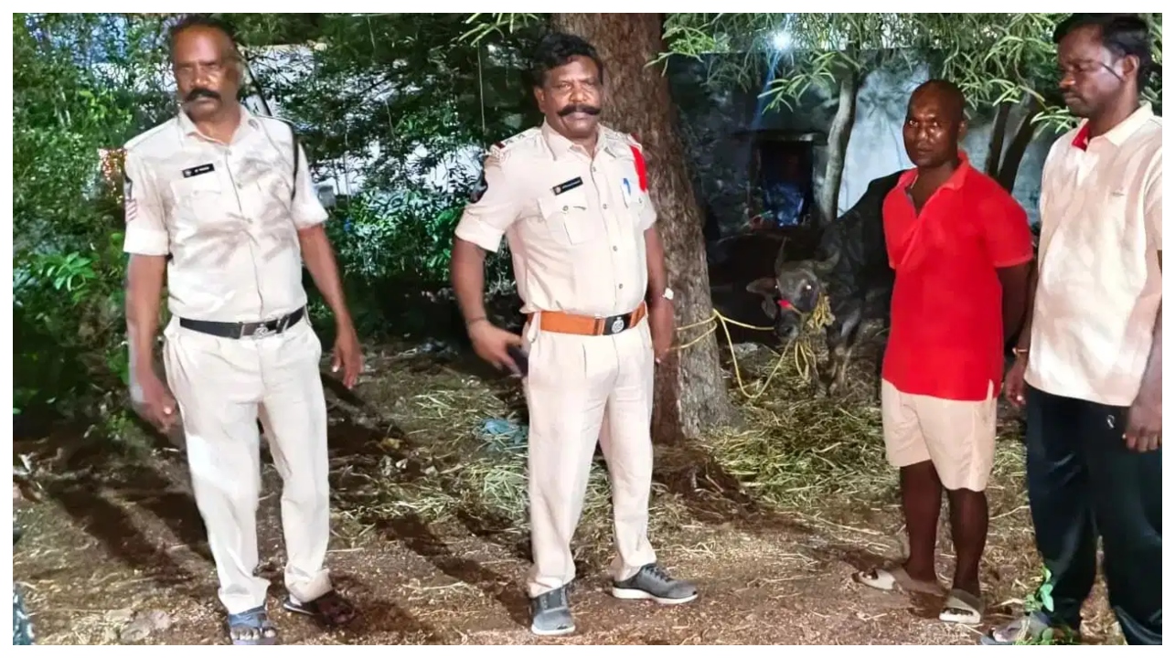 40 வருஷத்துக்கப்புறம் நடந்த திருவிழா.. விஐபி காரில் கூட இந்த பாதுகாப்பு இருக்காது.. எருமை மாட்டுக்குத் துப்பாக்கி ஏந்திய போலீஸ் காவல்.. பரபரப்புத் திருப்பம்..!!!