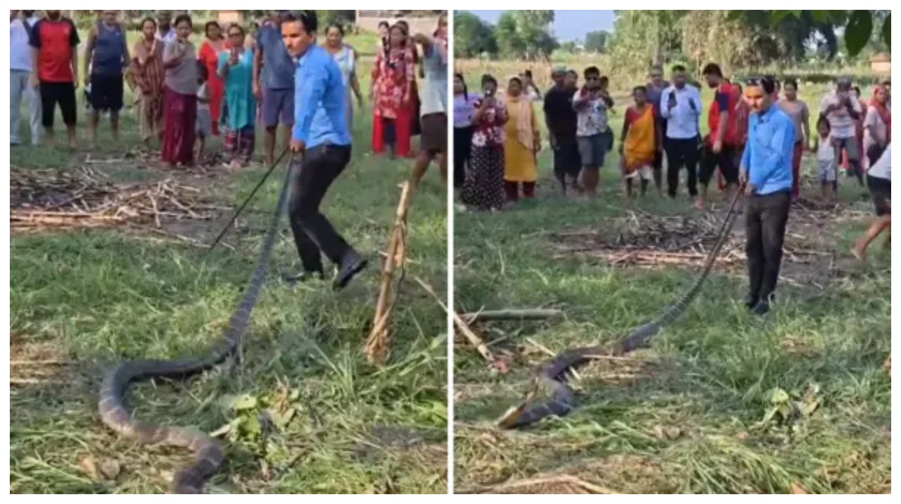 இதயமே ஒரு நிமிஷம் நின்னுடுச்சு.. 14 அடி நீள ‘யமராஜன்’.. வெறும் கையால் வால பிடிச்சு இழுத்த வாலிபர்.. அடுத்த நொடி நடந்த பகீர் சம்பவம்…!!!