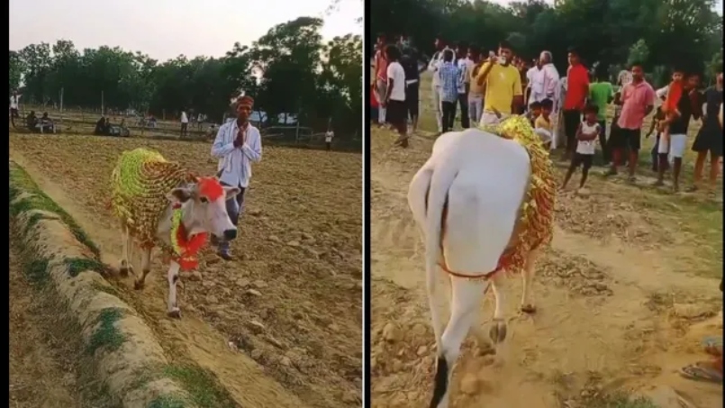 “குளுக்கோஸ் குறைஞ்சா மாடு இப்படித்தான் பண்ணுமா?”… 8 நாட்களாக வயலில் வட்டமடித்த மாடு… ஊர்மக்கள் செய்த வினோத செயல்.. வைரல் வீடியோ..!!