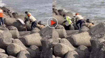“அட கடவுளே!”.. கடற்கரையில் பாறைகளுக்கு நடுவே சிக்கிய அந்த பிரம்மாண்ட உயிரினம்.. சோசியல் மீடியாவைத் தெறிக்கவிடும் ‘மீட்புக் குழுவின்  ஆபரேஷன்’ வீடியோ..!!