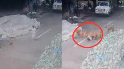 “6 நாய்கள் சேர்ந்து கொடூரத் தாக்குதல்!” பெங்களூருவில் 4 வயது சிறுமிக்கு நேர்ந்த பரிதாபம்.. விளையாட்டு மைதானத்திற்கு அருகில் நடந்த அதிர்ச்சிகரமான சம்பவம்..!!”
