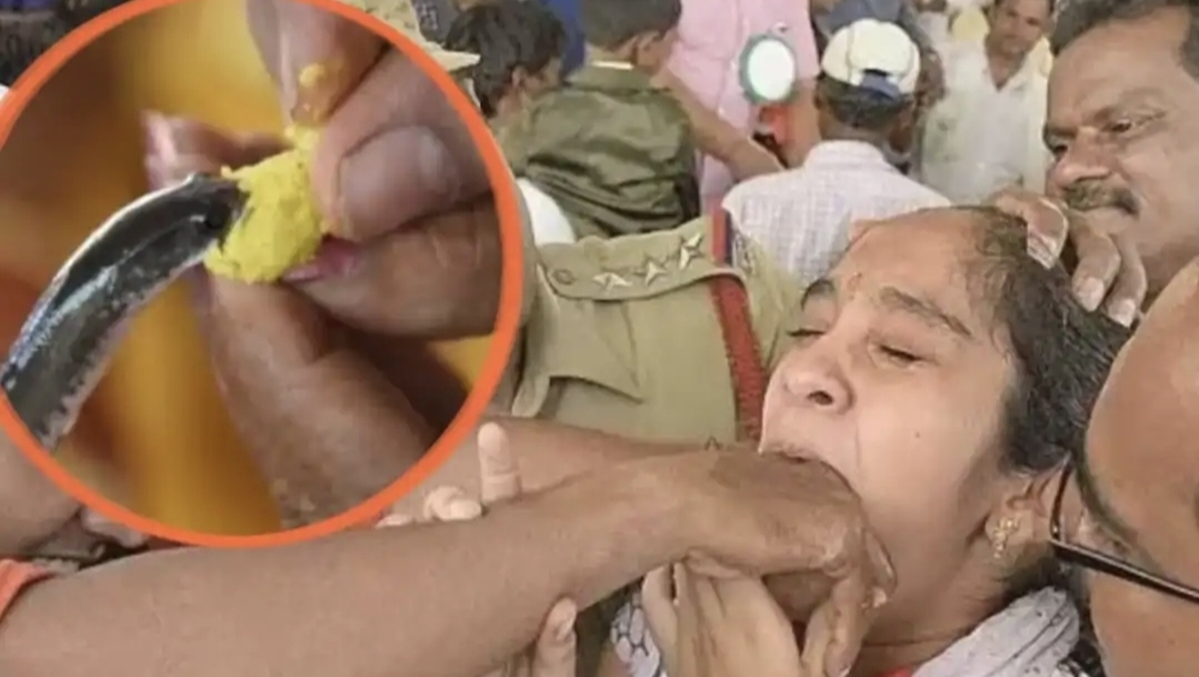 “உயிருள்ள மீனை அப்படியே முழுங்கணுமா?” 178 வருஷமா நடக்கும் விசித்திரம்…. சில மணி நேரத்தில் தீர்ந்த 38,000 டோக்கன்கள்….!!