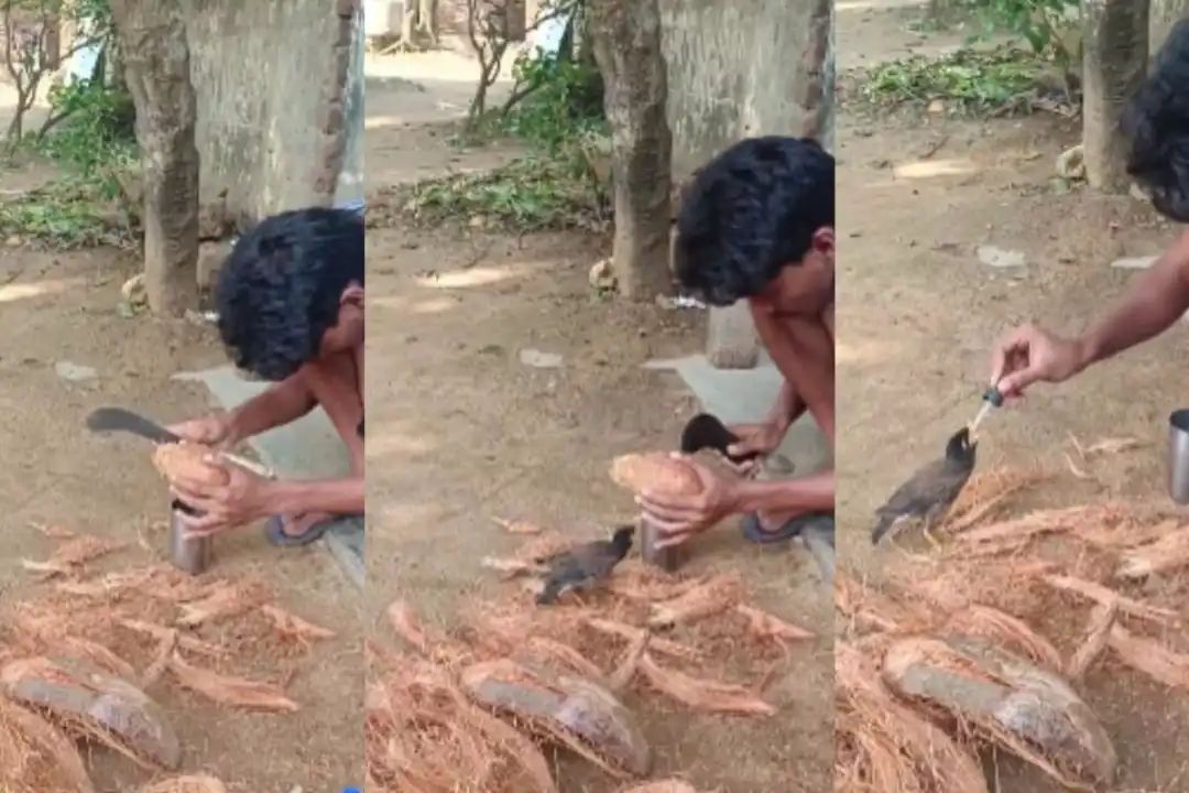 “தாகத்தில் துடித்த பறவை… தேவதூதனாக மாறிய வாலிபர்! இணையத்தை உலுக்கும் பாசப் போராட்டம்!”