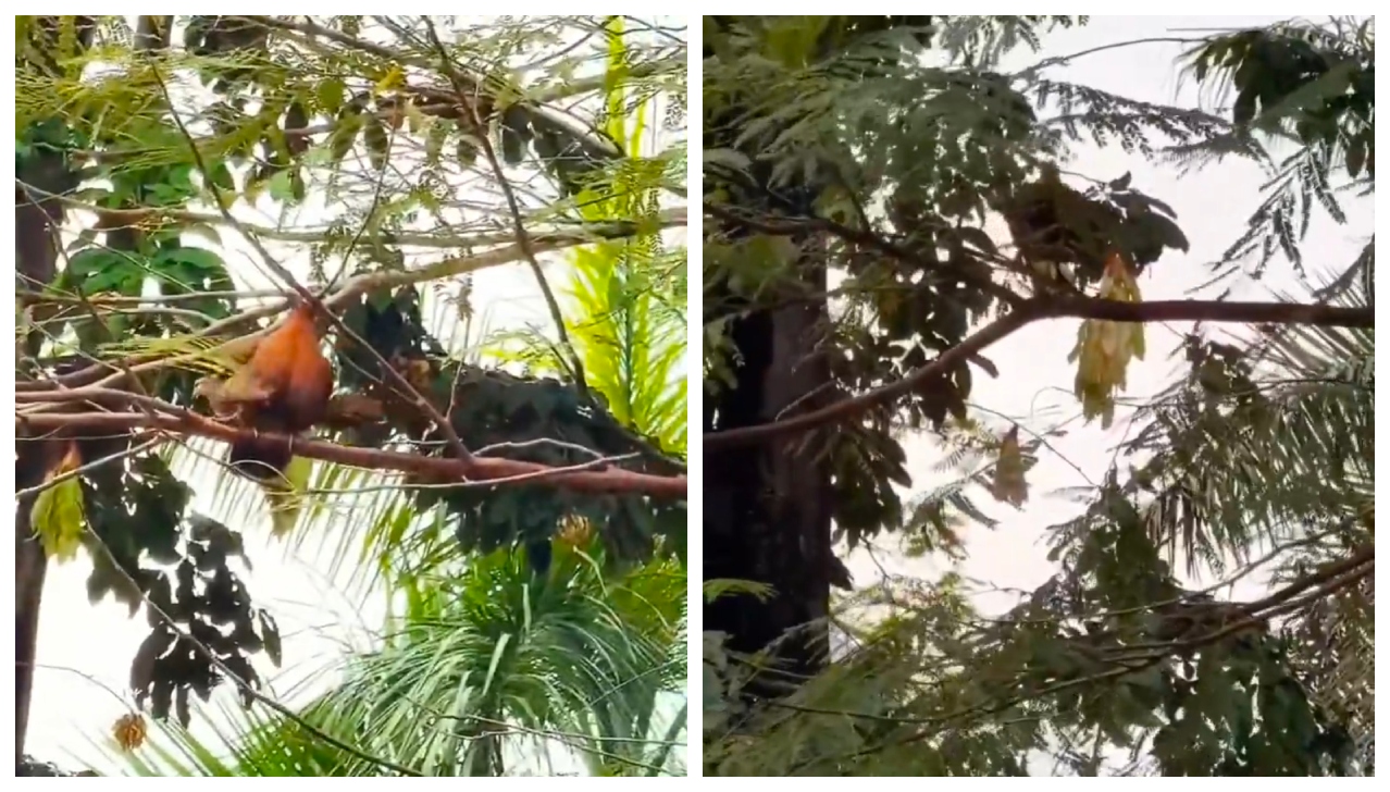 “அடேங்கப்பா.. அம்மா பண்றதை அப்படியே கத்துக்கிட்டு எப்படி பண்றாங்க  பாருங்க…?” தாய் கோழி  கற்றுக்கொடுத்த வித்தை…. ஆகச்சிறந்த வாழ்வியல் பாடம்…. வைரல் வீடியோ…!!