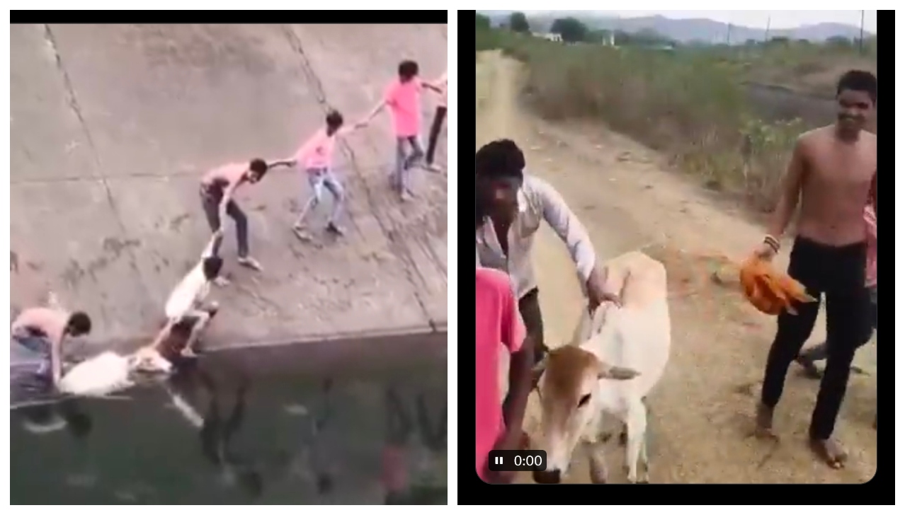“கால்வாயில் தத்தளித்த பசுமாடு.. ஒரு நொடி கூட யோசிக்காம அந்த இளைஞர்கள் செஞ்ச காரியம்!” – இணையவாசிகளை உருக வைத்த மனிதச் சங்கிலி வைரல் வீடியோ..!!