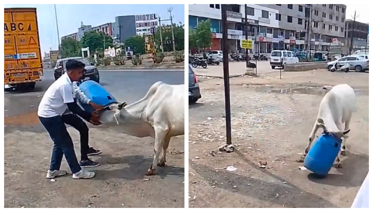 “ஐயோ பாவமே!.. பிளாஸ்டிக் டிரமிற்குள் மாட்டிக்கொண்ட பசுமாட்டின் தலை.. அலறியடித்து ஓடிய ஜீவனை மீட்டெடுத்த நல்லுள்ளம்.. மீட்பு வீடியோ..!!