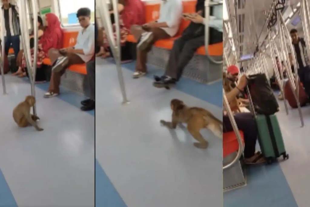 காதலர்களையே மிஞ்சிட்டு..! ஓடும் மெட்ரோவில் ஓடி வந்து இளம் பெண்ணுக்கு கன்னத்தில் முத்தம் கொடுத்த சேட்டைக்கார குரங்கு…. வைரலாகும் ஆச்சரிய வீடியோ…!!