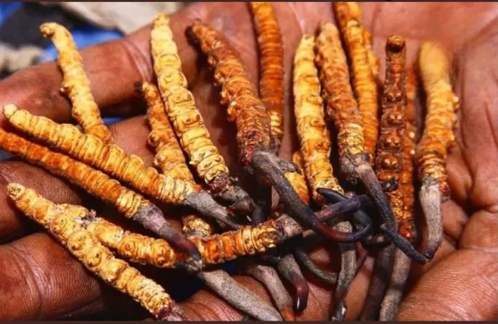 இது விலங்கும் அல்ல தாவரமும் அல்ல..! “ஆனா ஒரு கிலோவின் விலை ரூ.20 லட்சம்”… இமயமலையின் அரிய புழு.. உயிரையே பனையம் வைக்கும் குடும்பங்கள்..!!!
