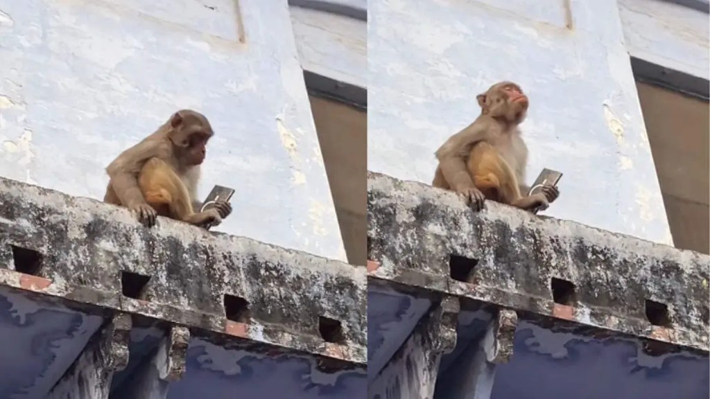 டேய் போன குடுடா..! ரொம்ப படுத்துற… செல்போனை பிடுங்கி ஆட்டம் காட்டிய குரங்கு.. ஜூஸ் கொடுத்து வாங்கிய நபர்.. விழுந்து விழுந்து சிரிக்க வைக்கும் வீடியோ.!