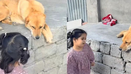 ஹாய் டாகி..! உனக்கு பிஸ்கட் வேணுமா? இல்ல ரொட்டி வேணுமா..? ஆர்டர் கொடுத்த குட்டி பாப்பா… என்ன ஒரு அழகான பேச்சு… க்யூட்டான வீடியோ…!!