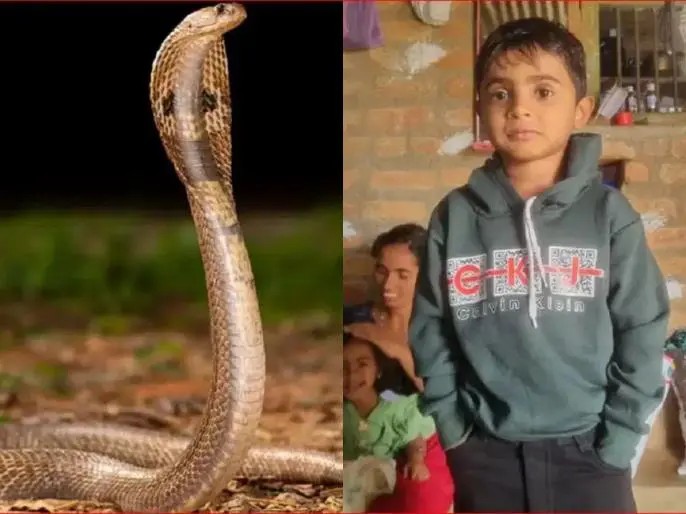 7 வயசு தான் ஆகுது.! ஆசை ஆசையா பெத்து வளர்த்த பிள்ளையை இப்படி கொன்னுட்டியே.. விஷப் பாம்பை துடிக்க துடிக்க கொன்று பழி வாங்கிய தந்தை.. வேதனையின் உச்சம்…!!!