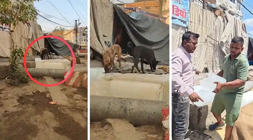 ​”நீங்க குடிக்கிற ஜூஸ்ல இதுதான் இருக்கா?” ஐஸ் கட்டியை நக்கிய தெருநாய்கள்….  அம்பலமான பகீர் வீடியோ….!!