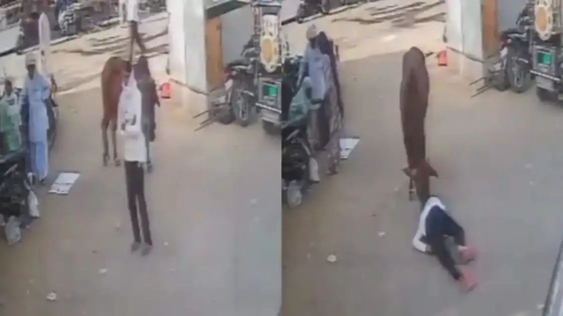 “காளை மாடு செய்த அதிரடி.. சும்மா நின்றிருந்தவரைத் தூக்கி வீசிவிட்டு நிதானமாக நடந்த காளை.. ஏன் திடீர்னு இப்படி ஆக்ரோஷமானது? சிசிடிவியில் சிக்கிய அதிர்ச்சி வீடியோ..!!”